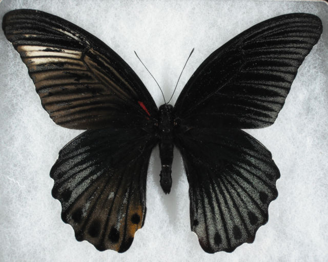 Papilio memnon memnon (Gynandromorph) (Internet Image property of respective owner, non-commercial use only)